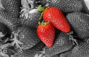 red strawberries on a black white photo