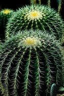 green cactus plant