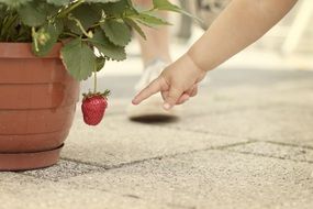 ripe strawberries in a flower pot and the gesture of a child's hand