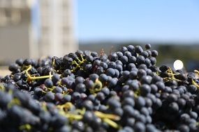 a lot of blue grapes to make wine