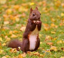 cute squirrel is eating