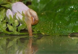 snail on a green leaf near the water