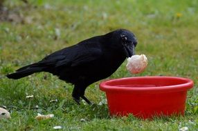 crow near a red bowl