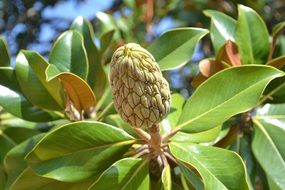 Photo of Magnolia fruits
