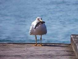 seagull with a fish in beak