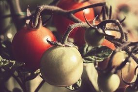 Closeup photo of Organic tomatoes in garden