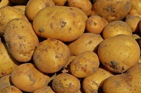 juicy and fresh potatoes vegetables