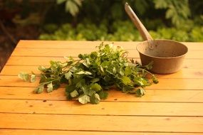 coriander herb