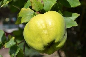 green quince on a tree on a sunny day