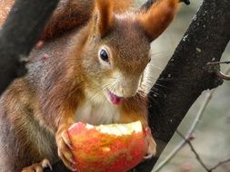 squirrel in a tree eating an apple