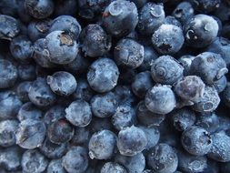 Beautiful ripe frozen blueberries