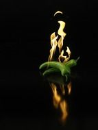 green pepper on fire background