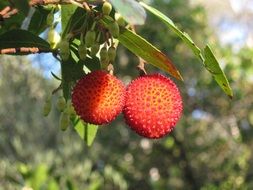 arbutus unedo strawberry