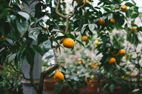 Oranges on the green trees