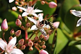 wasp sits on small pink flowers