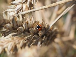 small red ladybug on the wheat