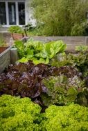 different sorts of green salad