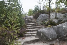 stone steps in a green forest