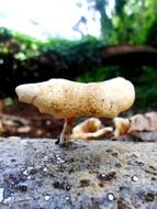 close up fungi