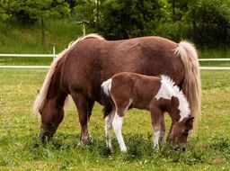 brown horse and foal in the pasture