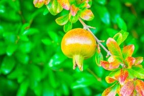 granada fruit nature vegetable