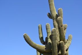 blue sky over a large cactus in arizona