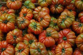 tomatoes organic