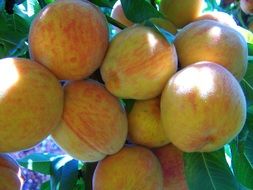 Closeup photo of yellow red peaches
