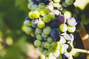 bunches of grapes on the vine