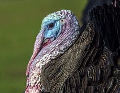 turkey bird on a farm