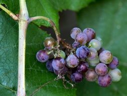 ripe grapes on the vine