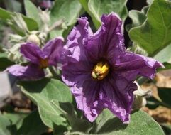 purple eggplant flowers