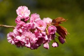 nice pink spring flowers