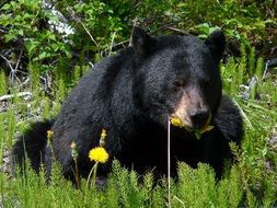 black bear in the meadow