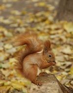 rodent in the park