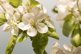 spring apple flower