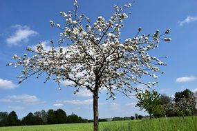 beautiful cherry blossom