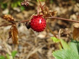 Closeup photo of wild red fragaria vesca