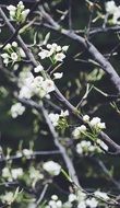 spring flowering garden bush