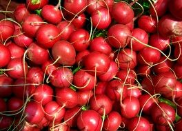 red radish crop on the farm