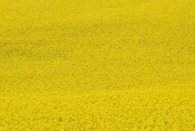 colza field as background