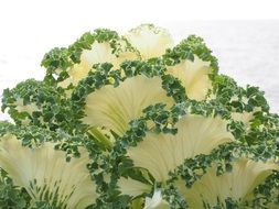 white leaves of ornamental cabbage