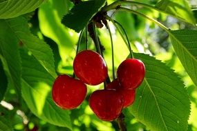 cherries morello