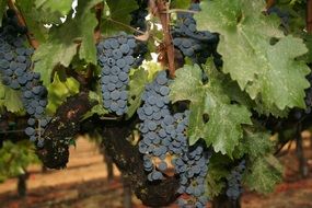 ripe grapes on vine, usa, california, napa valley