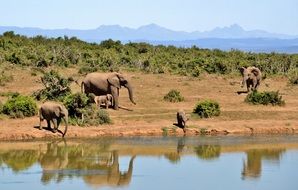 herd of elephants animals