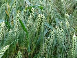 growing barley on a field in summer