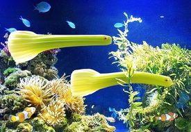 green fish similar to celery in an aquarium