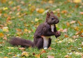 squirrel in the garden