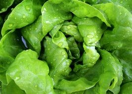 fresh head lettuce close up