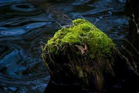 moss on tree stump above water